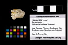 Foto (Objekt + Etikett) von Decapoda indet.  (NHMW-GEO-1990-0041-2637)